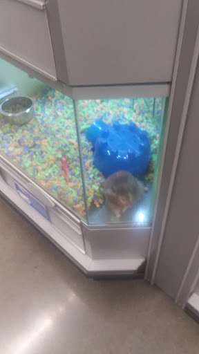 Pet Store «PetSmart», reviews and photos, 14903 4th Ave SW Ste 200, Burien, WA 98166, USA