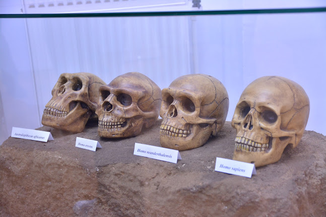 Muzeul Evoluției Omului și Tehnologiei în Paleolitic - Muzeu