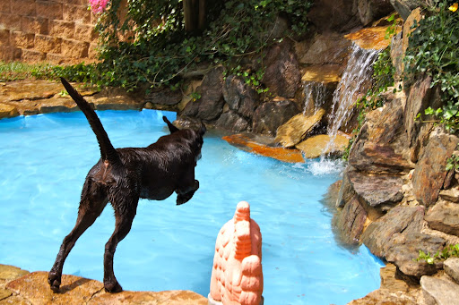 Pet Boarding Service «About Pets Center», reviews and photos, 1604 Conehurst Blvd, Salem, VA 24153, USA