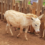 Photo n° 1 de l'avis de K. fait le 26/05/2018 à 16:59 pour ZooParc Du Cannet Des Maures à Le Cannet-des-Maures