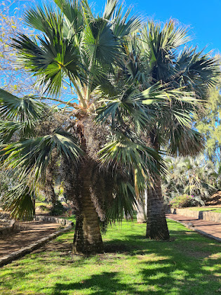 Les plus récentes hôtels Magnolias Natura 35100 Maspalomas