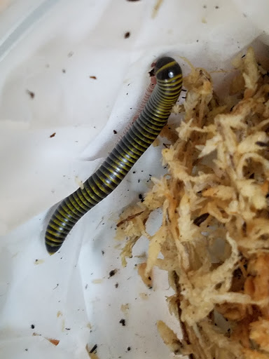 Pet Store «Movie Vault & PETropoliS live», reviews and photos, 1296 Anderson City Rd, Lawrenceburg, KY 40342, USA