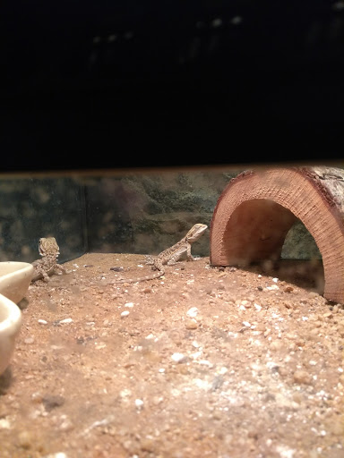 Pet Supply Store «Coastline Pet Supply», reviews and photos, 3530 Northgate Dr, Myrtle Beach, SC 29588, USA