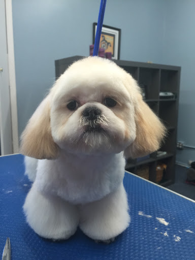 Pet Store «Doggy Dog World Inc», reviews and photos, 2552 Coney Island Ave, Brooklyn, NY 11223, USA