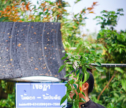 สวนปทิตตา นานาพันธ์ุไม้ photo