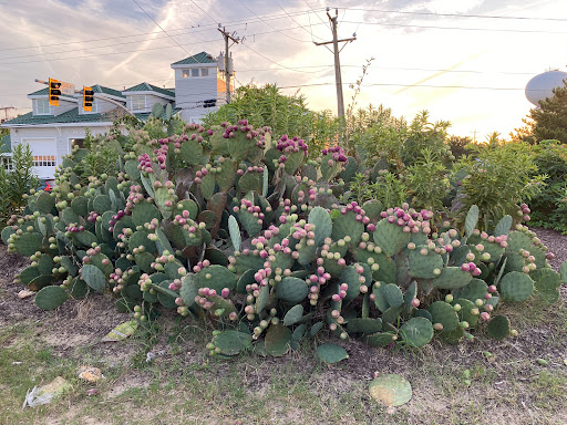 Grocery Store «Sandbridge Seaside Market», reviews and photos, 209 Sandbridge Rd, Virginia Beach, VA 23456, USA