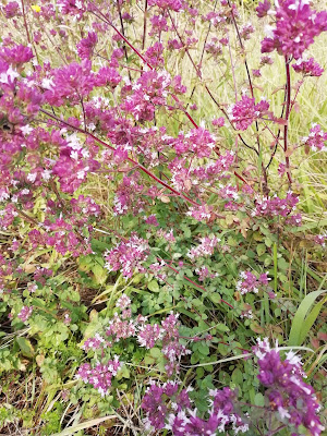 Nathalie Rousseau - Conseillère fleurs de Bach à Cognac