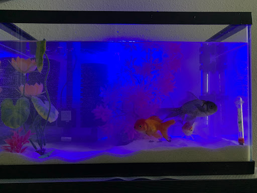 Pet Store «Fish R Us», reviews and photos, 10855 TX-242, Conroe, TX 77385, USA