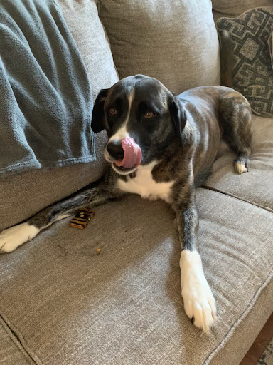 Little Dog's Pawstry Shoppe