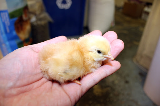 Pet Supply Store «El Granero Feed & Pet Supplies», reviews and photos, 2228 Church Ln, San Pablo, CA 94806, USA