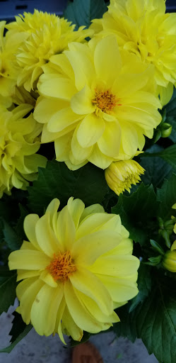 Home Improvement Store «The Home Depot», reviews and photos, 1873 Dixwell Ave, Hamden, CT 06514, USA