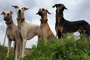CONTEMPLATE KENNEL RAJAPALAYAM DOGS SALES image