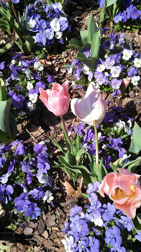 Botanical Garden «Atlanta Botanical Garden», reviews and photos, 1345 Piedmont Ave NE, Atlanta, GA 30309, USA