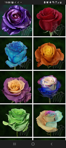 Florist «LV Flower Events», reviews and photos, 6331 Avenue N, Brooklyn, NY 11234, USA