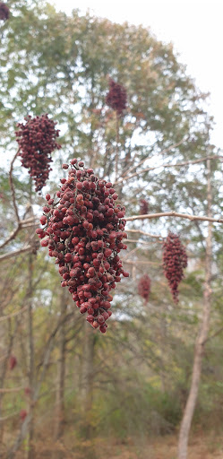 Park «Ellanor C. Lawrence Park», reviews and photos, 5040 Walney Rd, Chantilly, VA 20151, USA