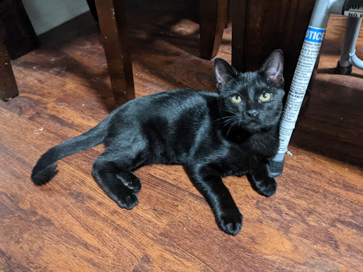 Animal Protection Organization «Humane Society of Dallas County/Dog and Kitty City», reviews and photos