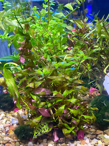 Pet Store «Woofs & Waves», reviews and photos, 5426 Arrowhead Pkwy E, Sioux Falls, SD 57110, USA