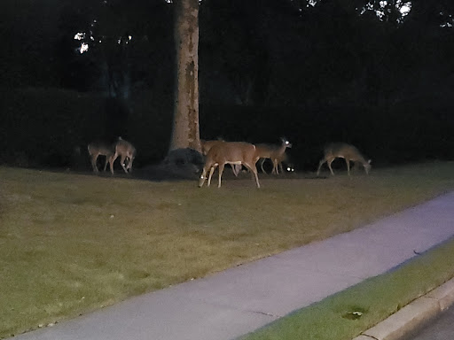 Golf Course «St Marlo Country Club», reviews and photos, 7755 St Marlo Country Club Pkwy, Duluth, GA 30097, USA