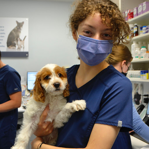 Blue Cross Animal Hospital
