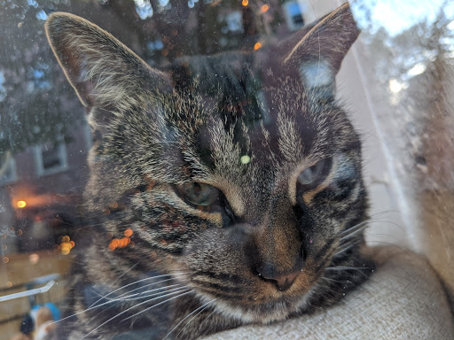 Pet Supply Store «New England Dog Biscuit Company», reviews and photos, 7 Central St, Salem, MA 01970, USA