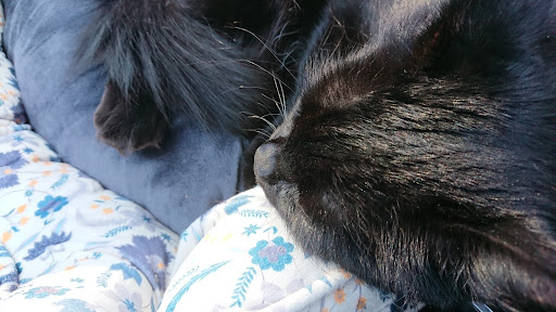 Ridge to Rivers Animal Clinic, LLC