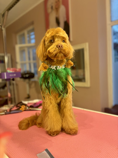 Hundesalon Starnberg Chill & Groom unter Starnberg, 