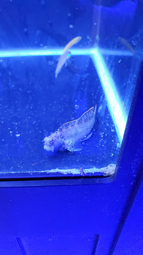 Tropical Fish Store «South Seas Aquatics Inc.», reviews and photos, 5440 Babcock Rd A133, San Antonio, TX 78240, USA