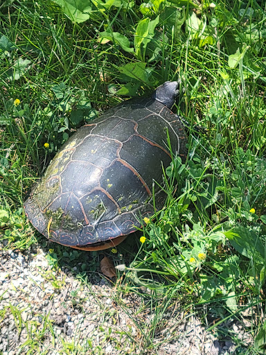Nature Preserve «Nippersink Forest Preserve», reviews and photos, 900 W Belvidere Rd, Round Lake, IL 60073, USA