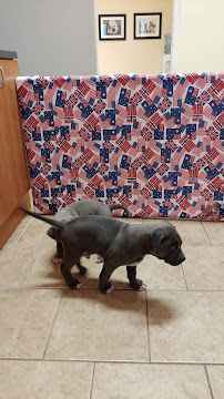 Holistic Pet Care Center of Oklahoma - Photo 5 - Car repair in Del City, OK, Oklahoma City