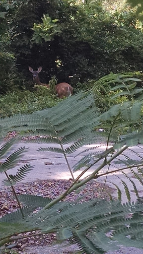 Supermarket «Walmart Neighborhood Market», reviews and photos, 1435 Thompson Bridge Rd, Gainesville, GA 30501, USA
