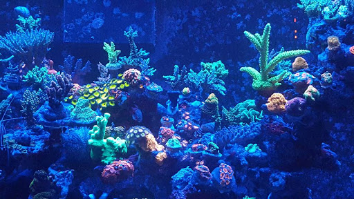 Pet Store «Fish Geeks», reviews and photos, 5845 Hillside Ln, Mechanicsburg, PA 17050, USA