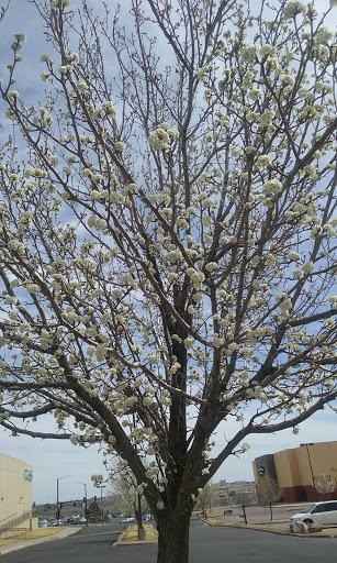 Clothing Store «Ross Dress for Less», reviews and photos, 4210 N Fwy Rd, Pueblo, CO 81008, USA