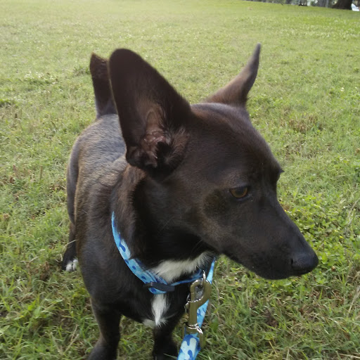 Park «Lake Cliff Park», reviews and photos, 300 E Colorado Blvd, Dallas, TX 75201, USA