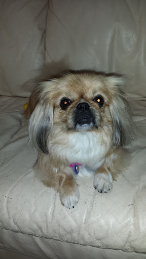 Pet Groomer «Tidy Dog Pet Supply & Salon», reviews and photos, 2612 Lebanon Pike A, Nashville, TN 37214, USA