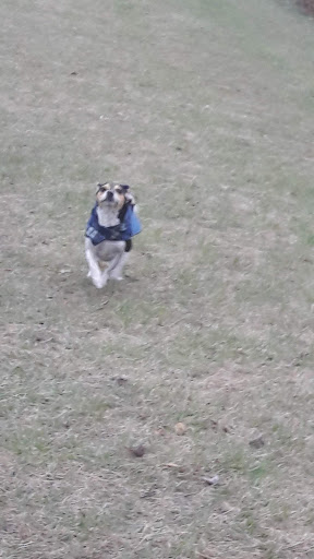 Dog Park «Beck Lake Off-Leash Dog Area», reviews and photos, 9700 Gloria Ct, Glenview, IL 60025, USA