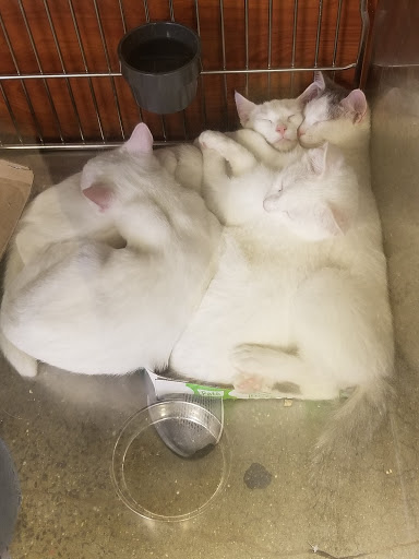 Pet Supply Store «PetSmart», reviews and photos, 238 Atlantic Ave, Brooklyn, NY 11201, USA