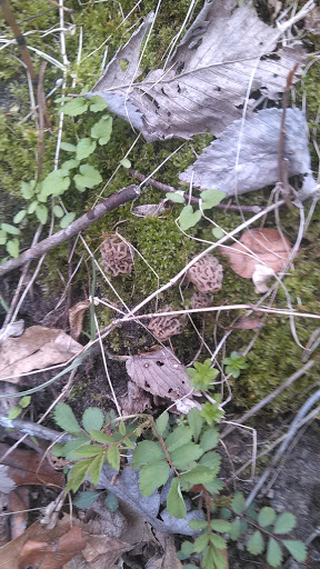 Park «Legion Disc Golf Course», reviews and photos, Boyson Trail, Marion, IA 52302, USA