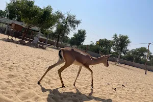 Amrita Devi wild life conservation Institute, Katarla, Dhorimana image