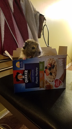 Pet Supply Store «Petco Animal Supplies», reviews and photos, 3591 Washington Blvd, Halethorpe, MD 21227, USA