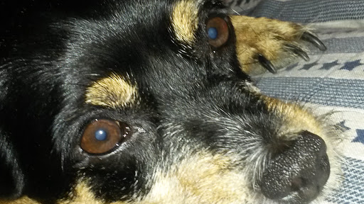 Pensioni per cani e dog hotel a Associazione dei Dr. Venco - Calzolari - Dell'Acqua - Iudica - Torti