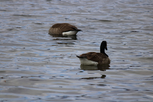 Park «Depot Park», reviews and photos, 120 South Rd, Bedford, MA 01730, USA