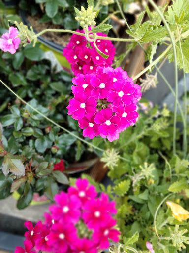 Supermarket «Big Y», reviews and photos, 135 West Rd, Ellington, CT 06029, USA