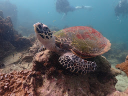 Dive Station Pattaya