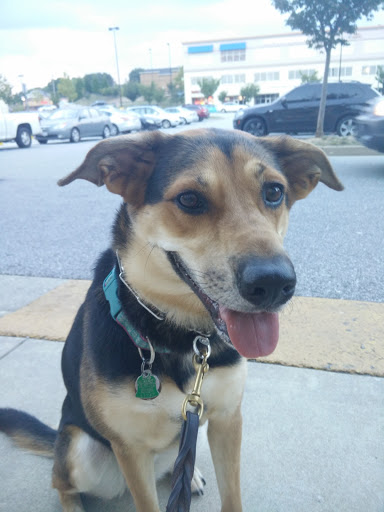 Pet Supply Store «Petco Animal Supplies», reviews and photos, 3591 Washington Blvd, Halethorpe, MD 21227, USA