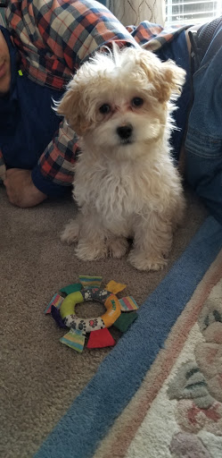 Pet Store «AA Ridgewood Kennels II, LLC», reviews and photos, 11 E Tolna Rd, Shrewsbury, PA 17361, USA