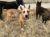 Four Paws Running - Photo 2 - Car repair in Altadena, CA, Glendale