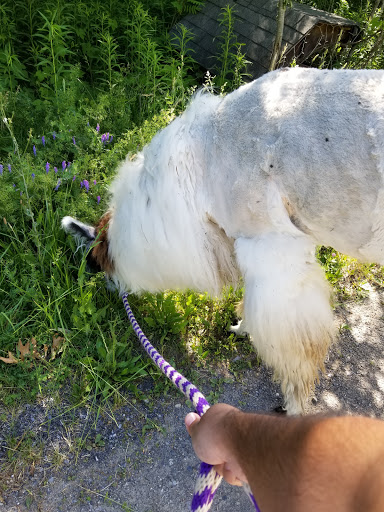 Farm «Dakota Ridge Farm», reviews and photos, 189 E High St, Ballston Spa, NY 12020, USA