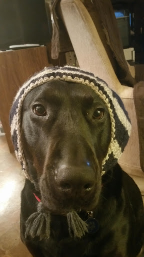 Pet Supply Store «Petco Animal Supplies», reviews and photos, 2365 NW Kings Blvd, Corvallis, OR 97330, USA