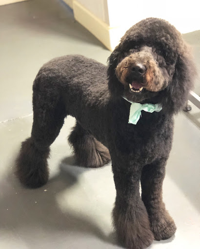 Pet Groomer «The Fetch House», reviews and photos, 130 W Washington St, Madison, GA 30650, USA