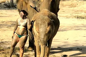 Patong Elephant Care image